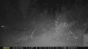 Raccoons were frequent visitors on this game trail.