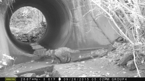 The view from the other side of the culvert, with another cat frequently seen on the cameras.