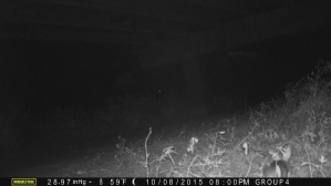 In the bottom right corner you can see an Eastern cottontail rabbit, scientific name Sylvilagus floridanus.